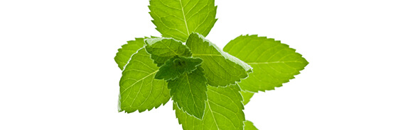 L'huile essentielle de Menthe des Champs